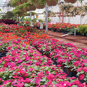 Assorted, colorful flowers in pots and trays filling a sunlit greenhouse interior